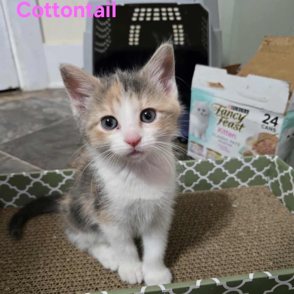 Cottontail