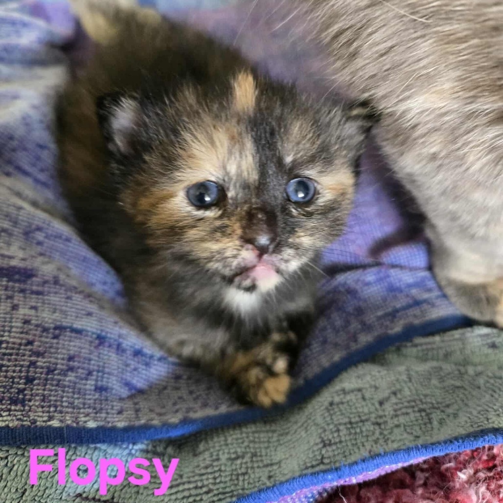 Flopsy