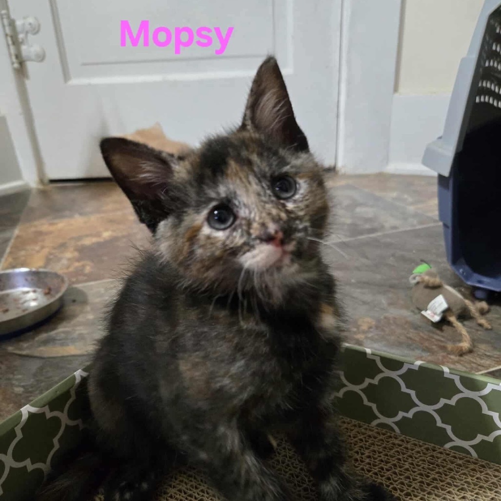Mopsy