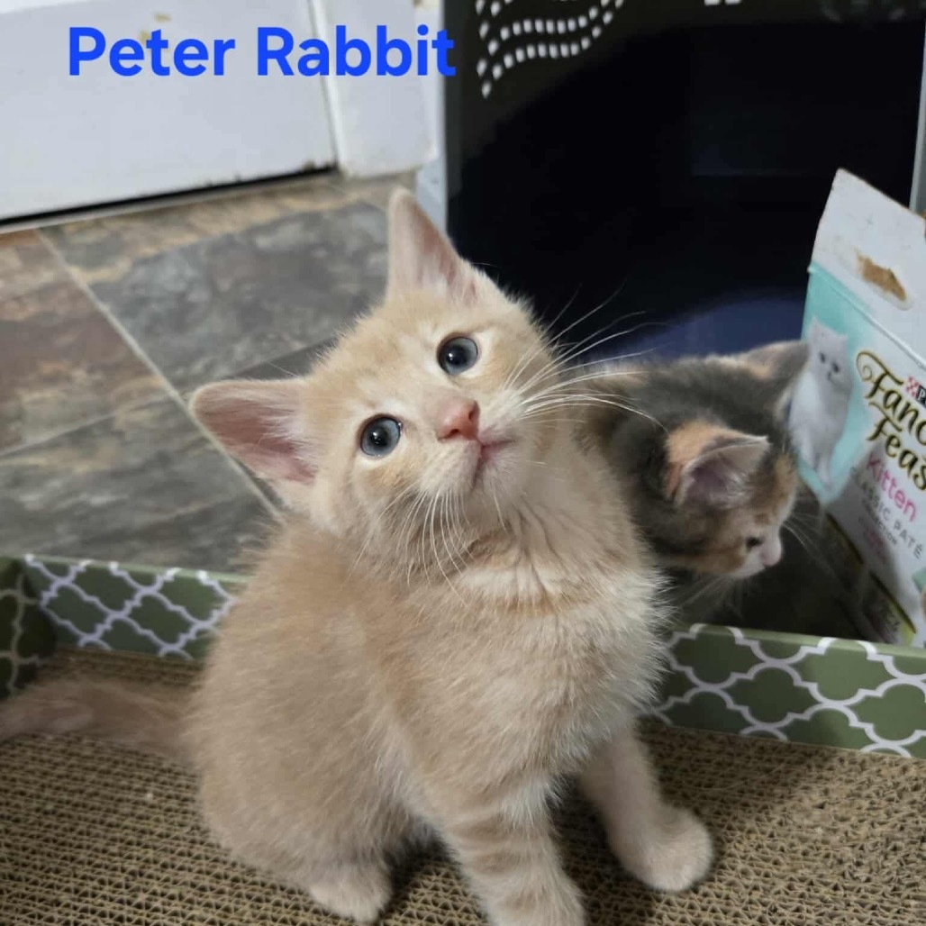 Peter Rabbit