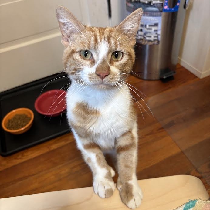 Felix