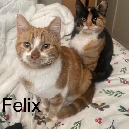Felix