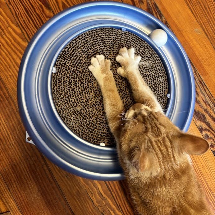 Felix