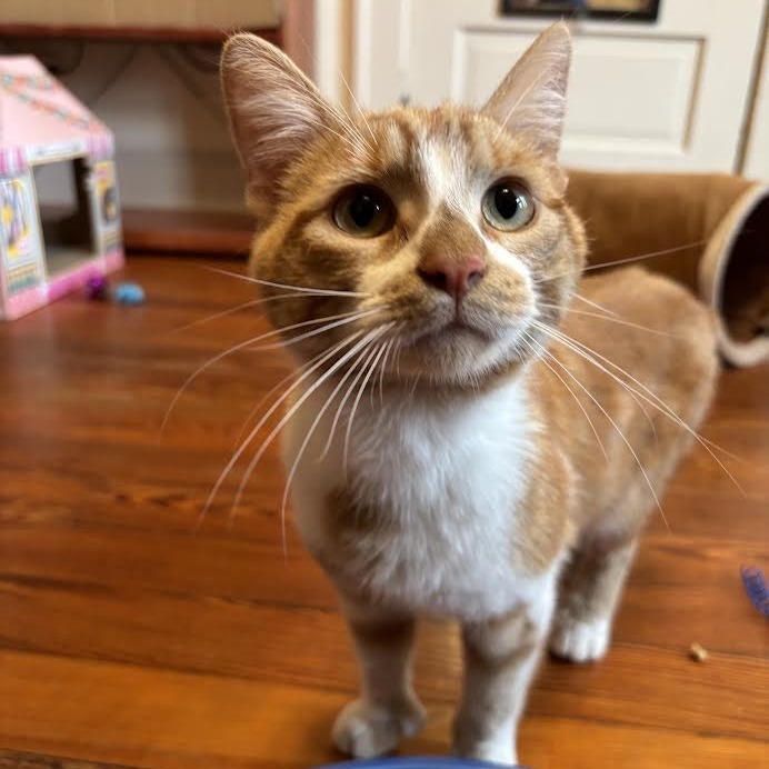 Felix