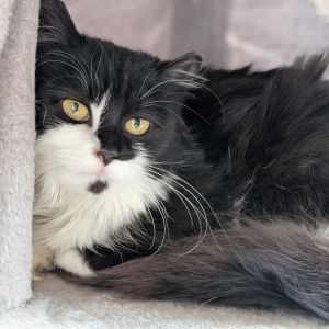 Janet, Young Female Domestic Medium Hair