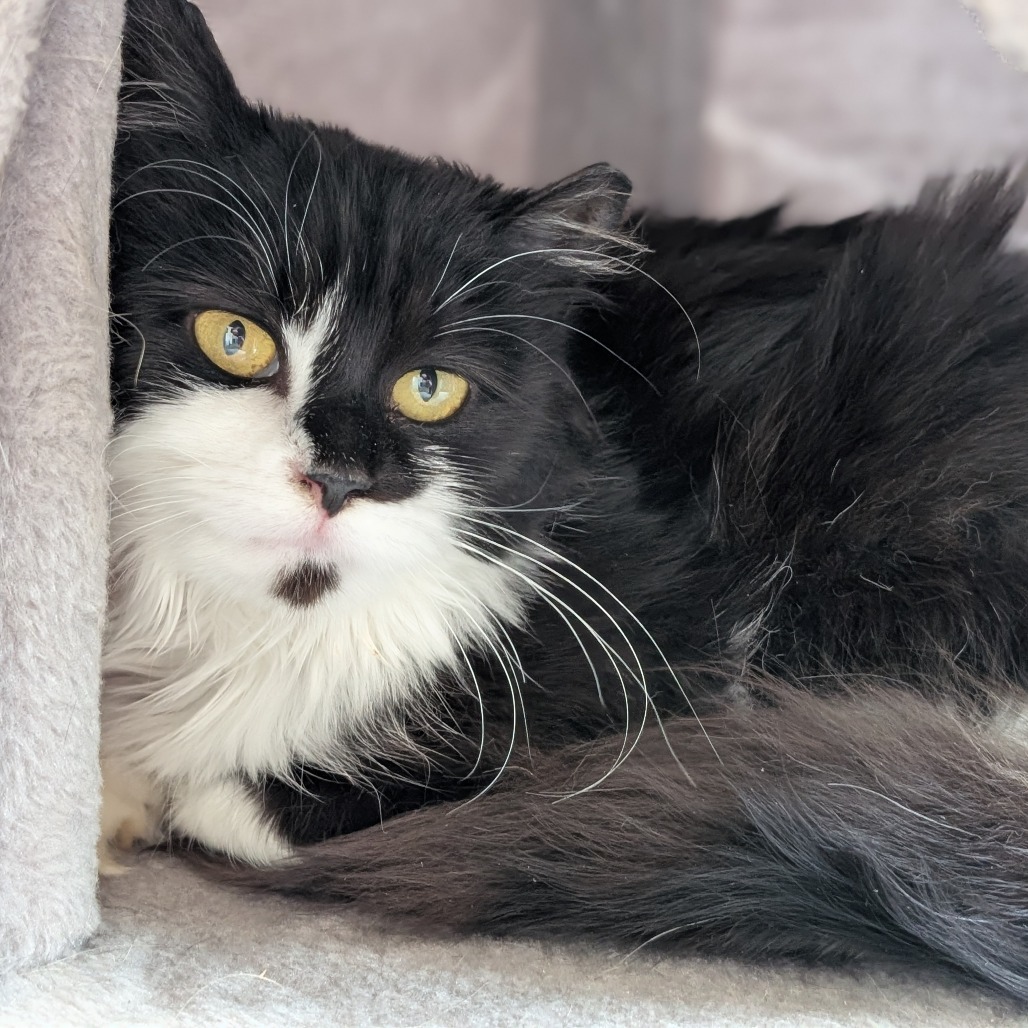 Janet, an adoptable Domestic Medium Hair in Thomaston, ME, 04861 | Photo Image 1