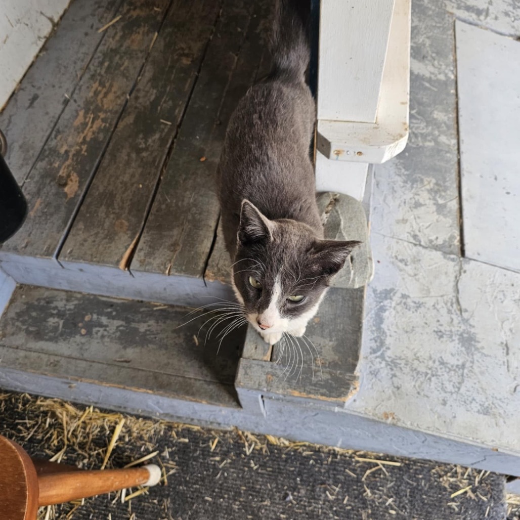 Apollo, an adoptable Domestic Short Hair in Bismarck, ND, 58507 | Photo Image 1