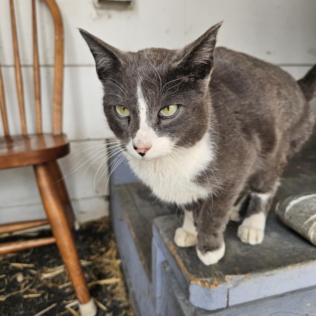 Apollo, an adoptable Domestic Short Hair in Bismarck, ND, 58507 | Photo Image 2