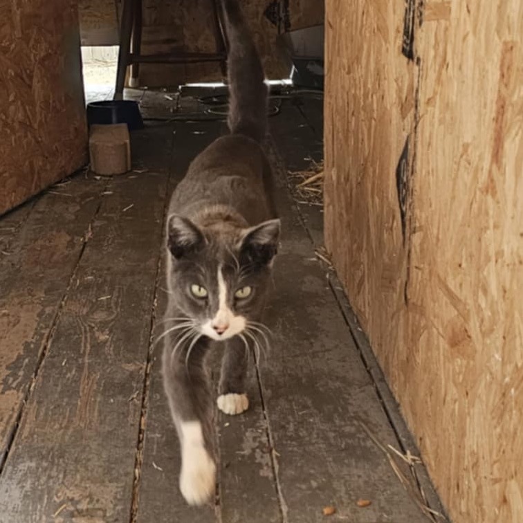 Apollo, an adoptable Domestic Short Hair in Bismarck, ND, 58507 | Photo Image 3