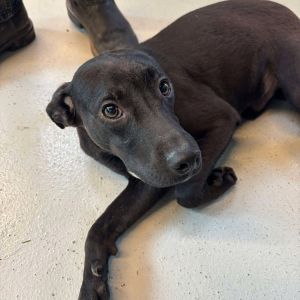 Upshur, Adult Male Mixed Breed