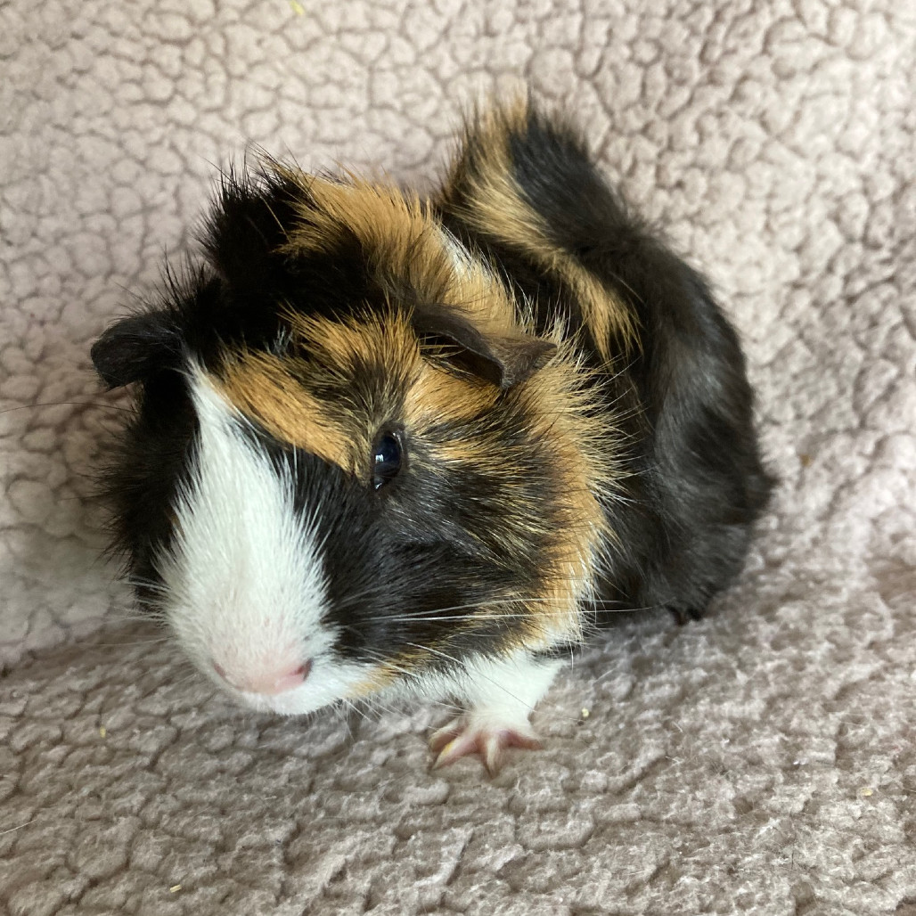 Angelo