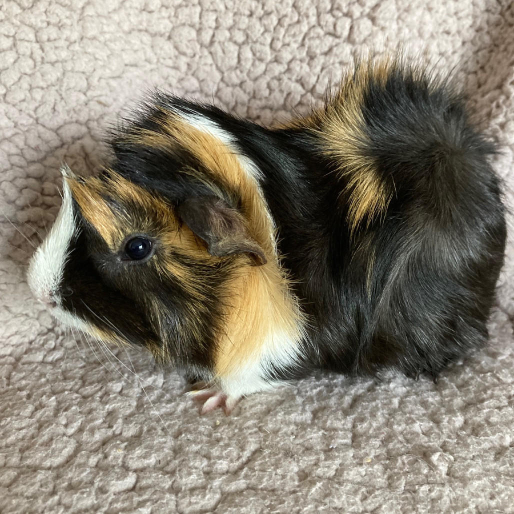 Angelo