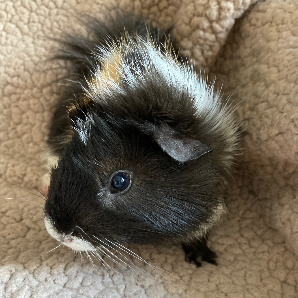 Clarence
