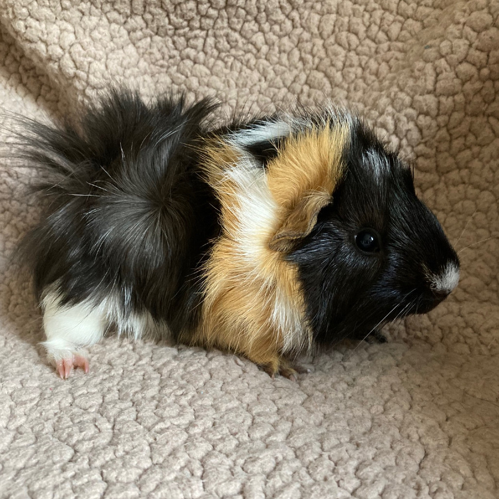 Clarence