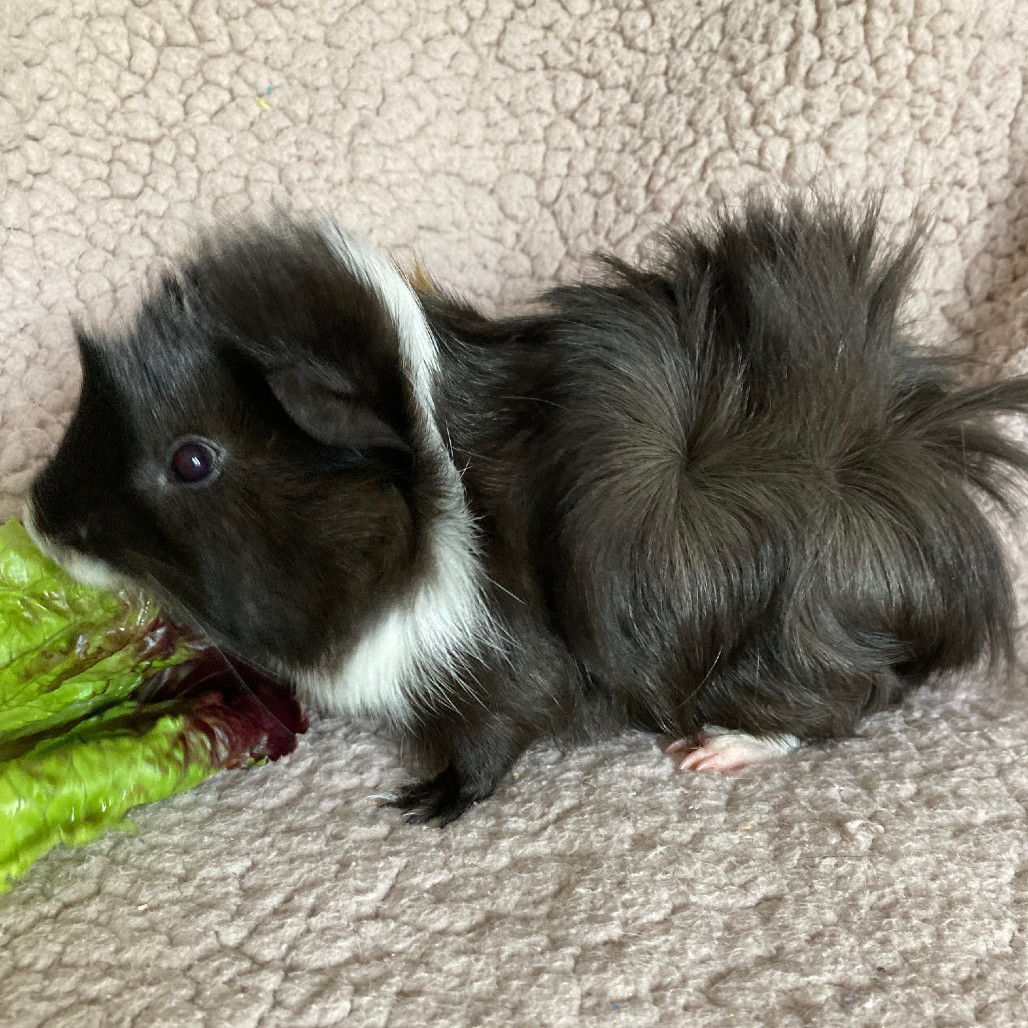 Clarence
