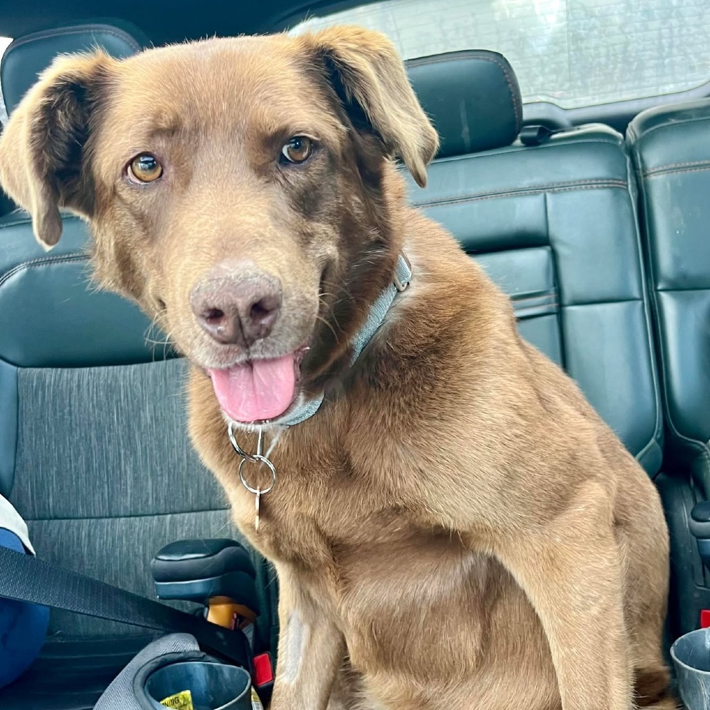 Athenea, an adoptable Labrador Retriever in Bend, OR, 97702 | Photo Image 1