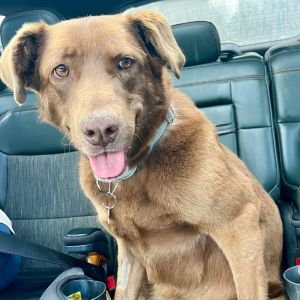 Athenea, Adult Female Labrador Retriever