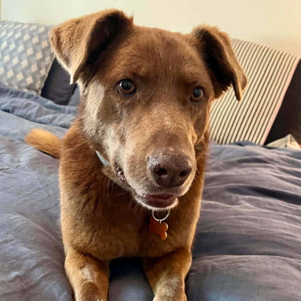 Athenea (**Weekend Special!**), an adoptable Labrador Retriever in Bend, OR, 97702 | Photo Image 1