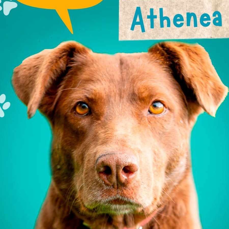 Athenea, an adoptable Labrador Retriever in Bend, OR, 97702 | Photo Image 2