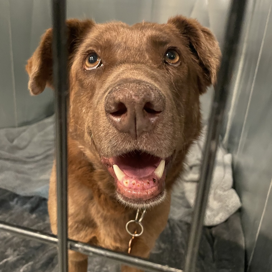 Athenea, an adoptable Labrador Retriever in Bend, OR, 97702 | Photo Image 3