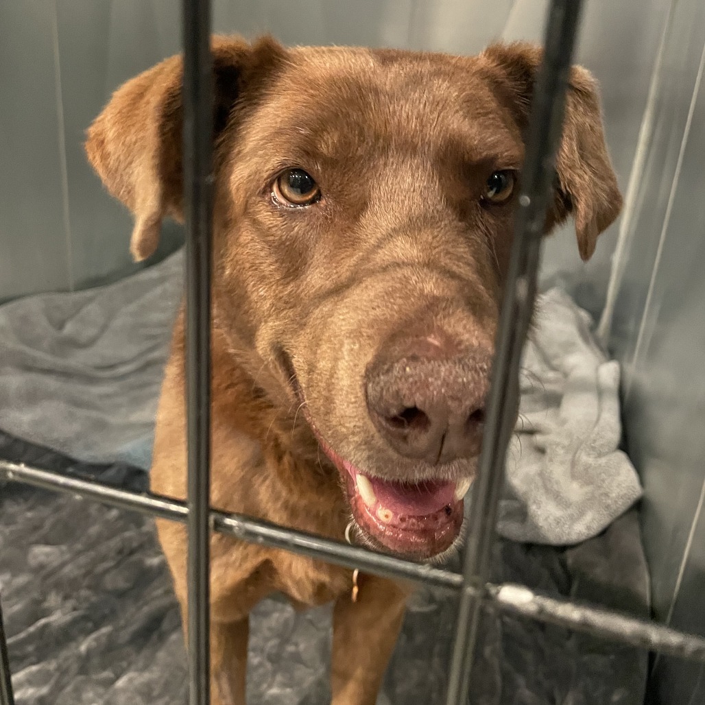 Athenea, an adoptable Labrador Retriever in Bend, OR, 97702 | Photo Image 4