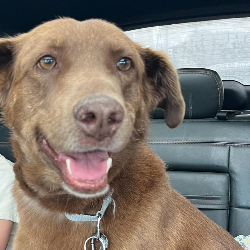 Athenea, an adoptable Labrador Retriever in Bend, OR, 97702 | Photo Image 5