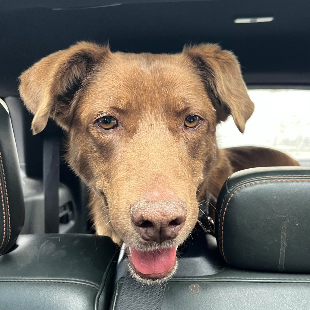 Athenea, an adoptable Labrador Retriever in Bend, OR, 97702 | Photo Image 6