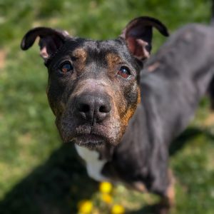 Trixie, Adult Female Terrier
