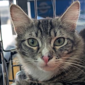 Sassy, Young Female American Shorthair