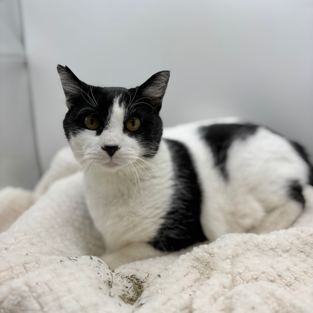Chickpea--In Foster, an adoptable Domestic Short Hair in Fargo, ND, 58102 | Photo Image 1