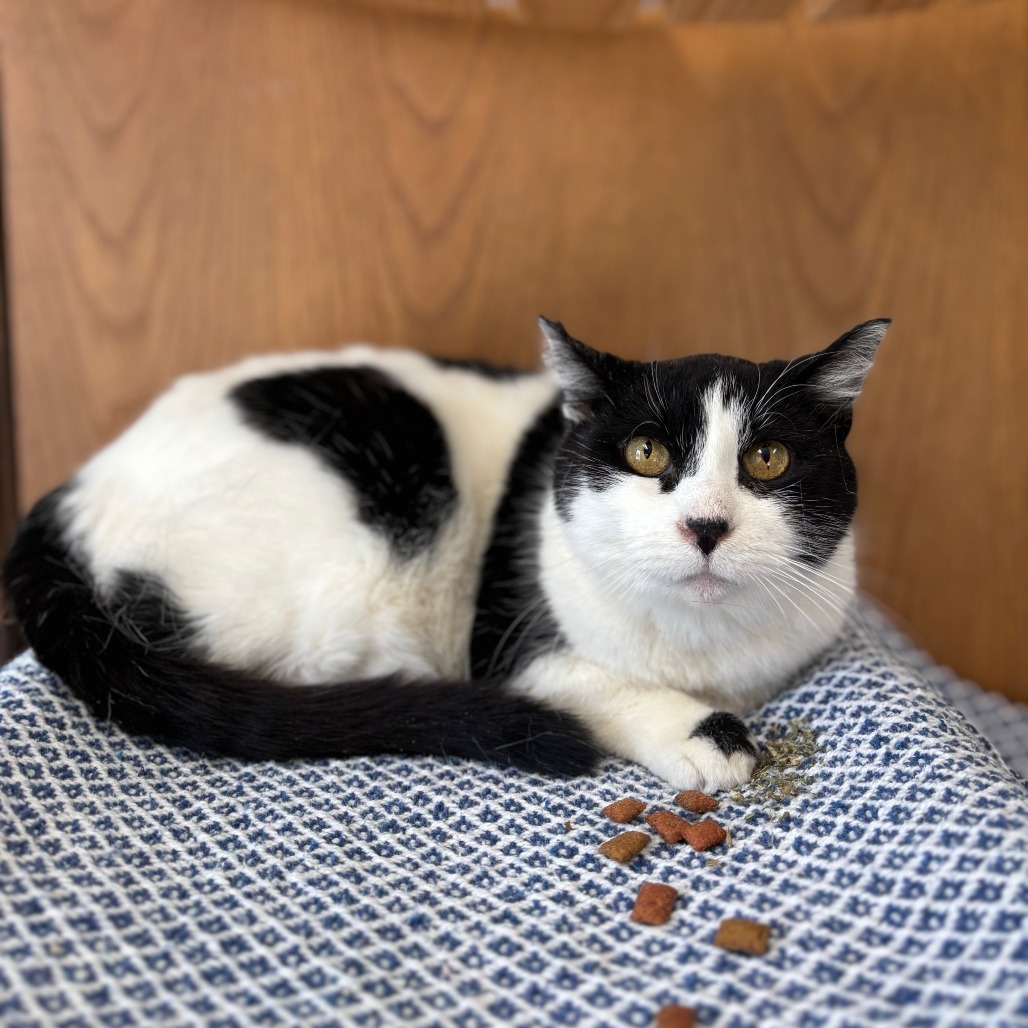 Chickpea--In Foster***ADOPTION PENDING***, an adoptable Domestic Short Hair in Fargo, ND, 58102 | Photo Image 2