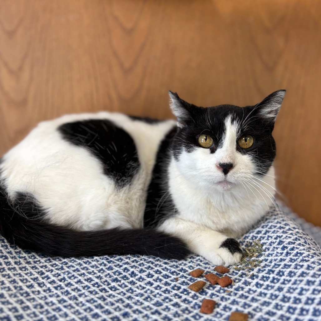 Chickpea--In Foster***ADOPTION PENDING***, an adoptable Domestic Short Hair in Fargo, ND, 58102 | Photo Image 3