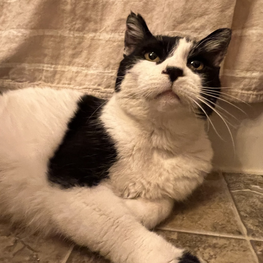 Chickpea--In Foster, an adoptable Domestic Short Hair in Fargo, ND, 58102 | Photo Image 4