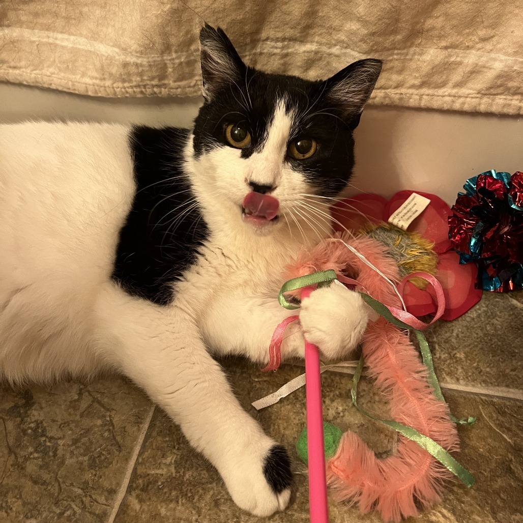 Chickpea--In Foster, an adoptable Domestic Short Hair in Fargo, ND, 58102 | Photo Image 5