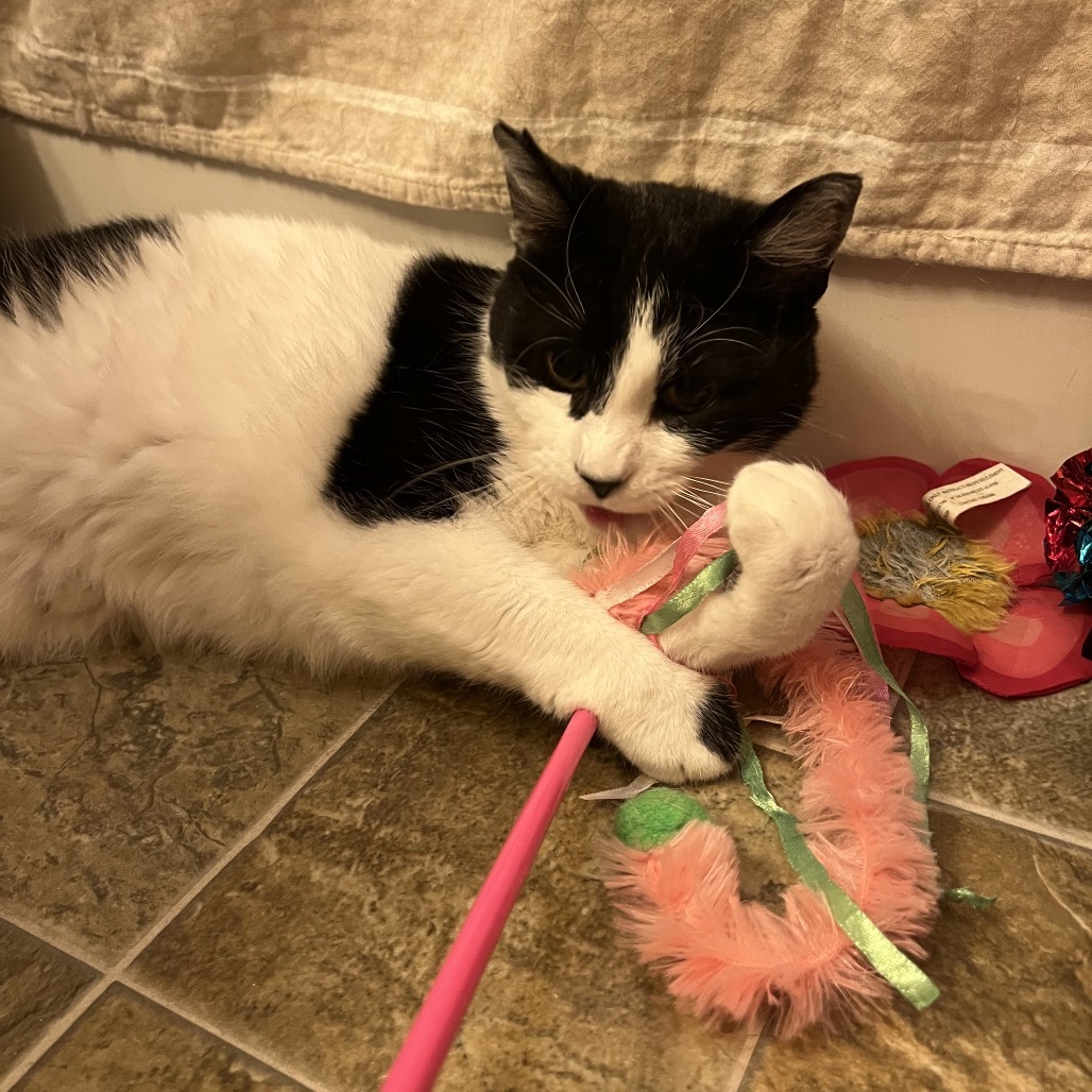 Chickpea--In Foster