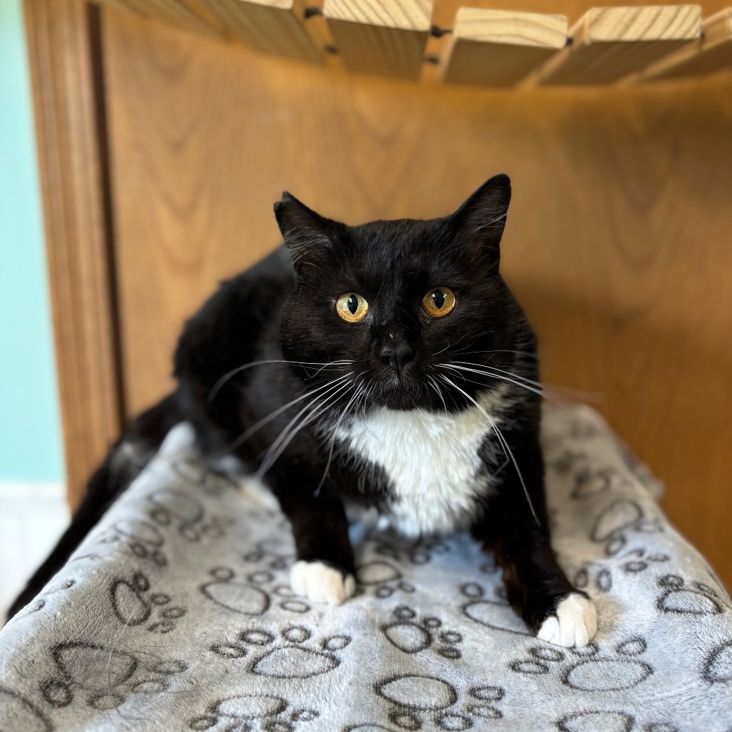 Rental***ADOPTION PENDING***