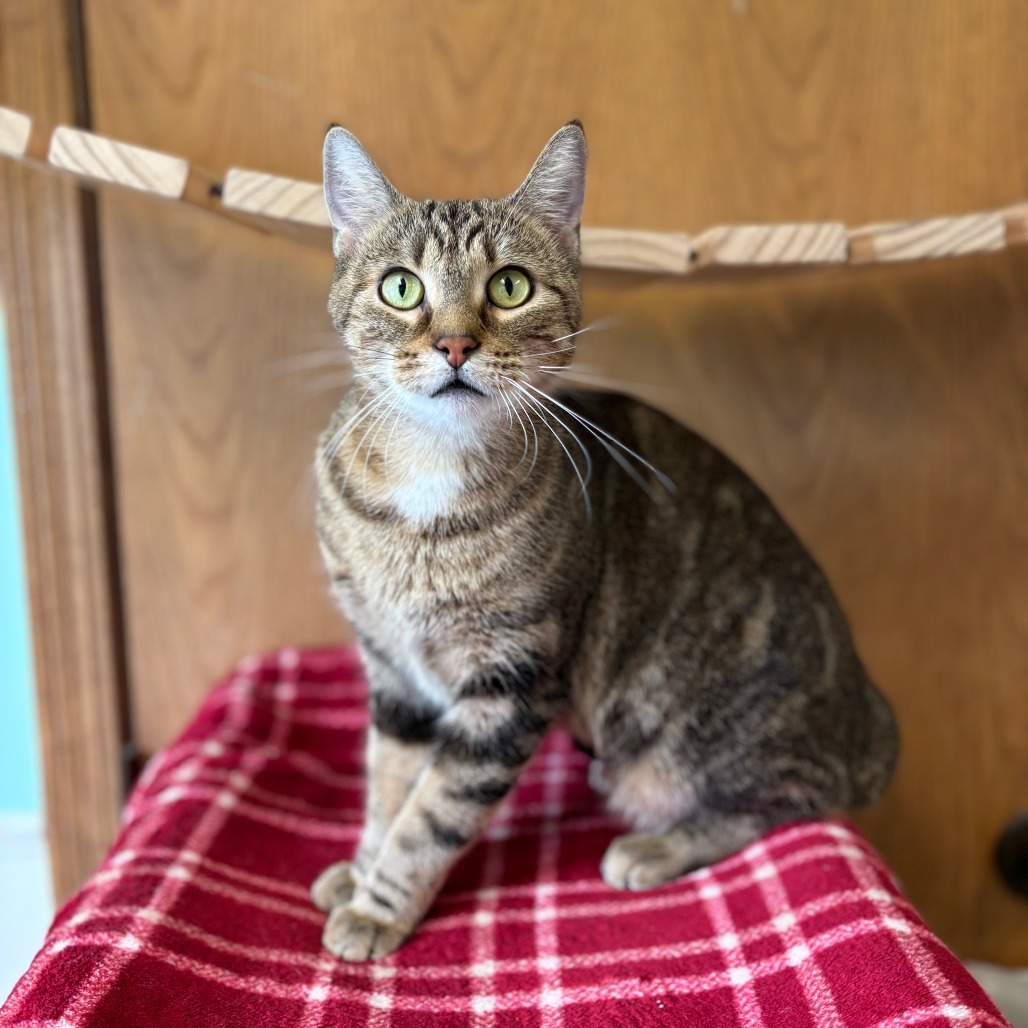Nalani, an adoptable Domestic Short Hair in Fargo, ND, 58102 | Photo Image 1