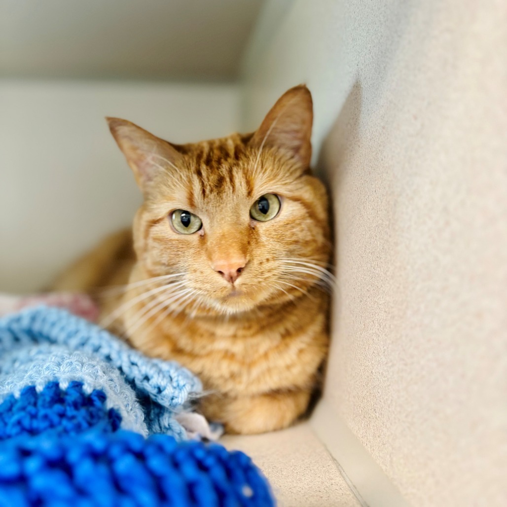 Oskar, an adoptable Domestic Short Hair in Great Falls, MT, 59404 | Photo Image 1