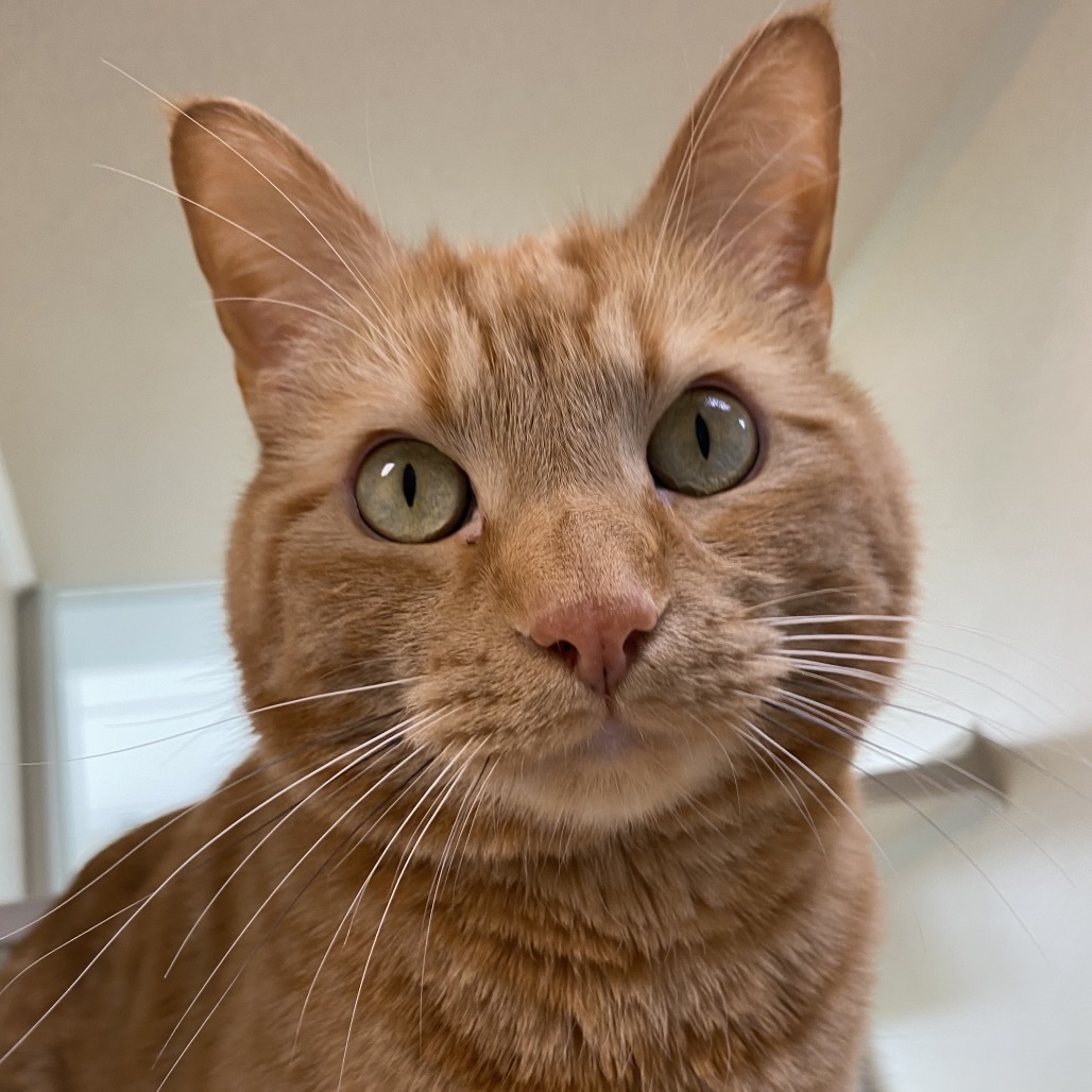 Oskar, an adoptable Domestic Short Hair in Great Falls, MT, 59404 | Photo Image 1