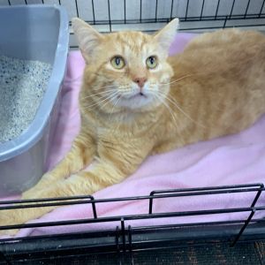 Tawny, Young Male Domestic Short Hair
