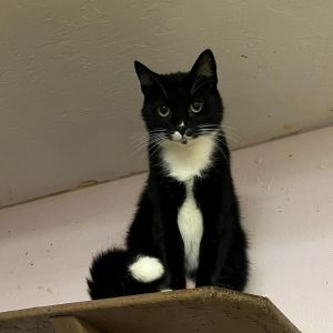 Tipsie, Adult Male Domestic Medium Hair