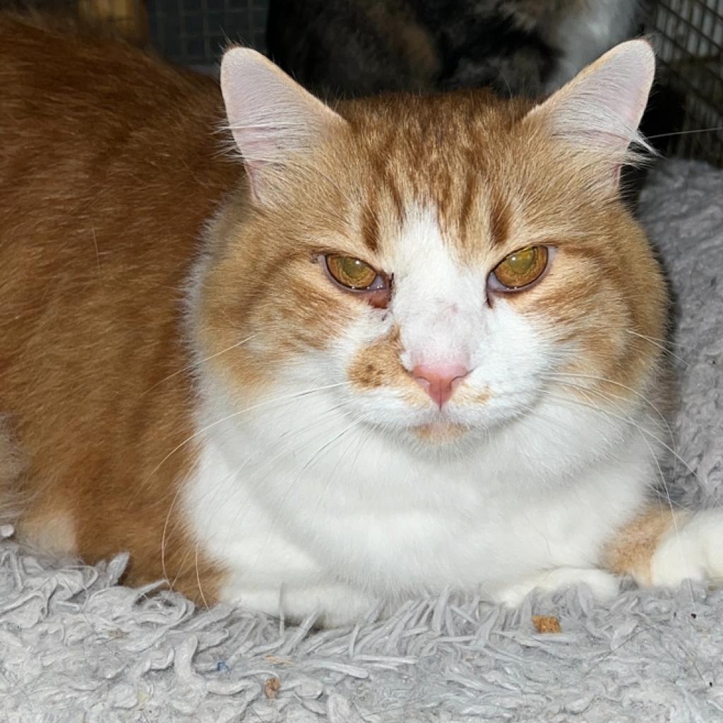 Roscoe