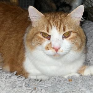 Roscoe, Adult Male Domestic Long Hair