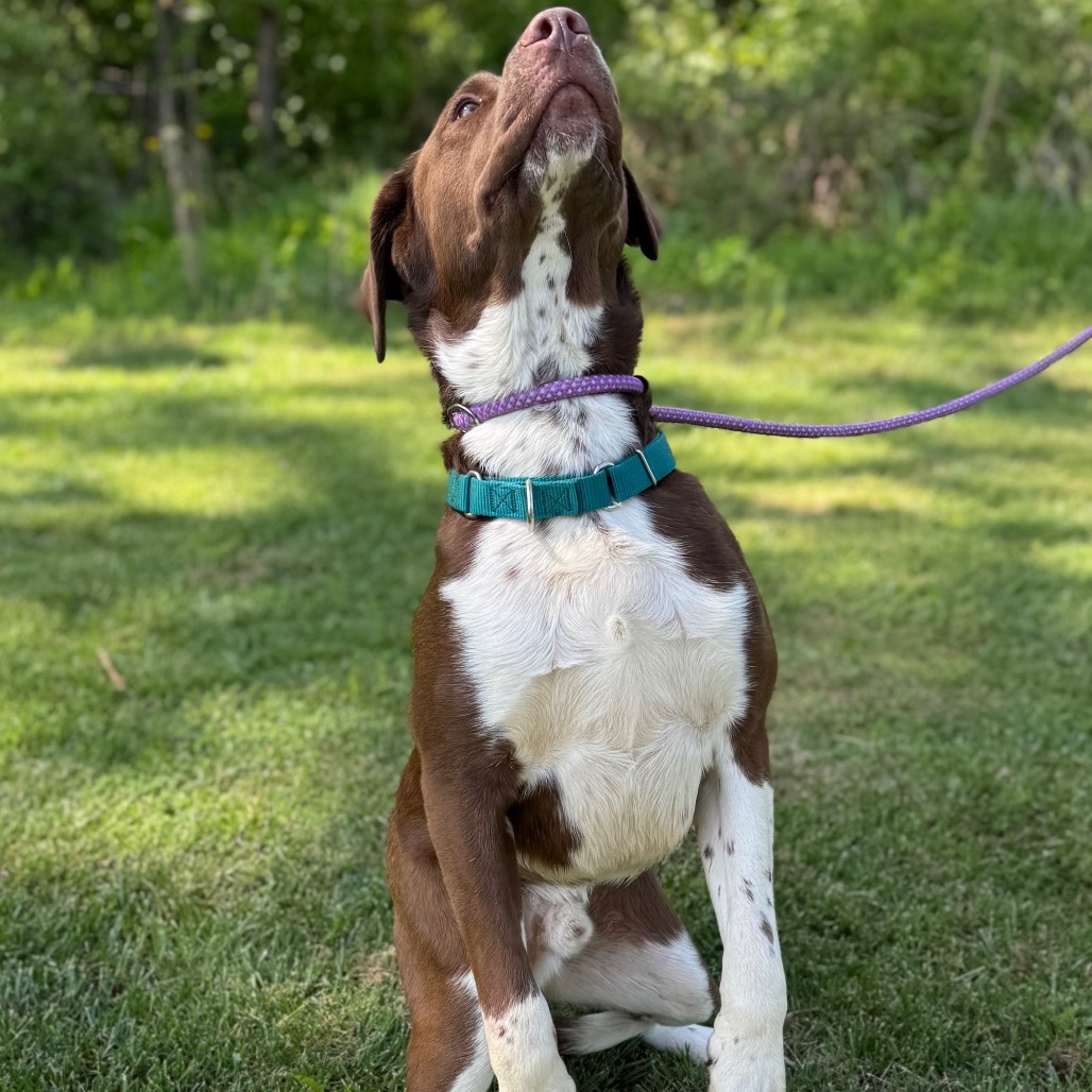 Ruger
