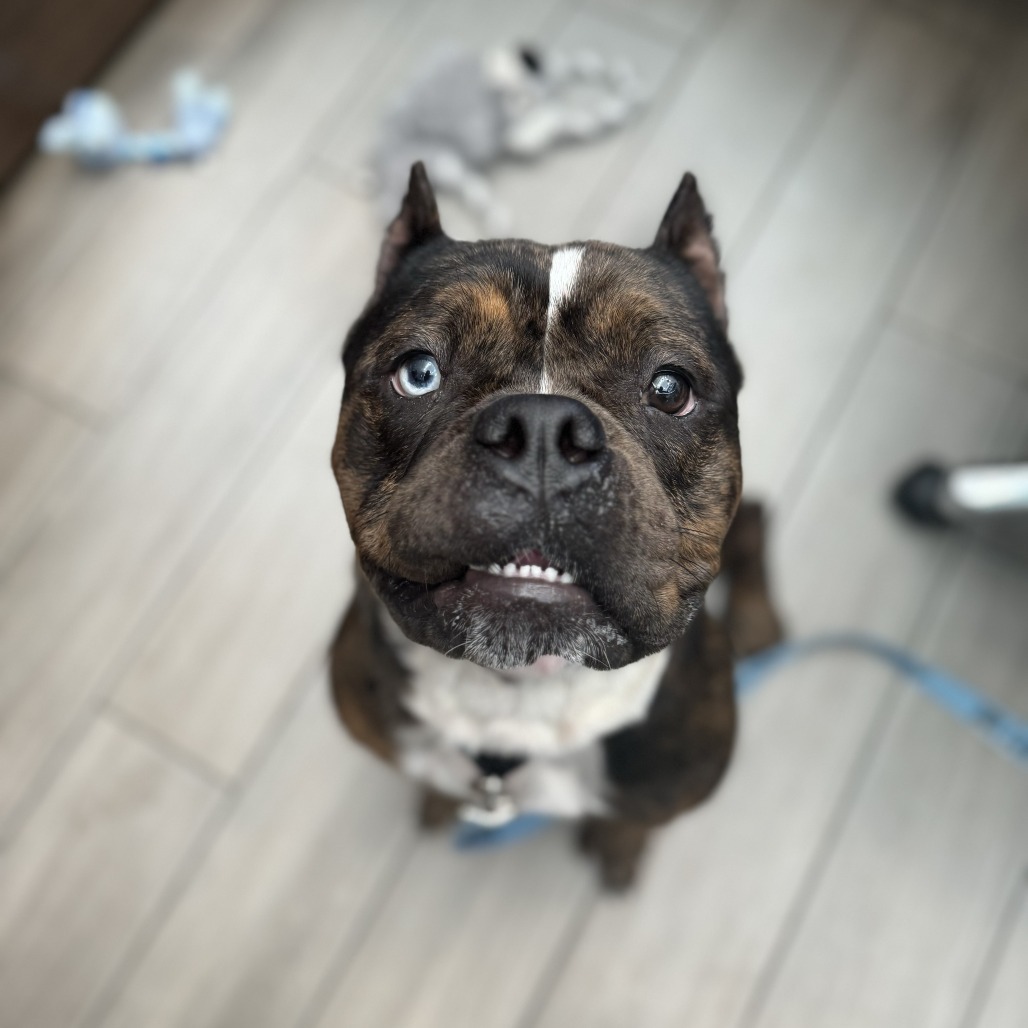 Handsome
