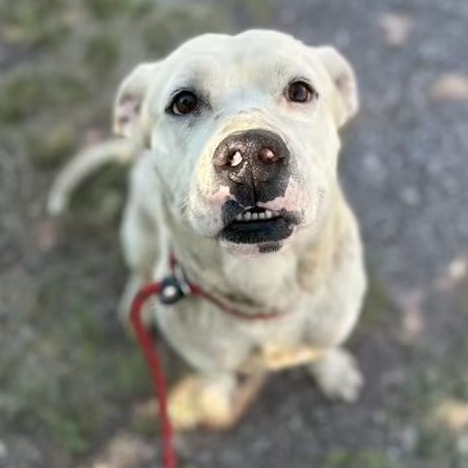 Brennan - Handsome Boy thumbnail 1