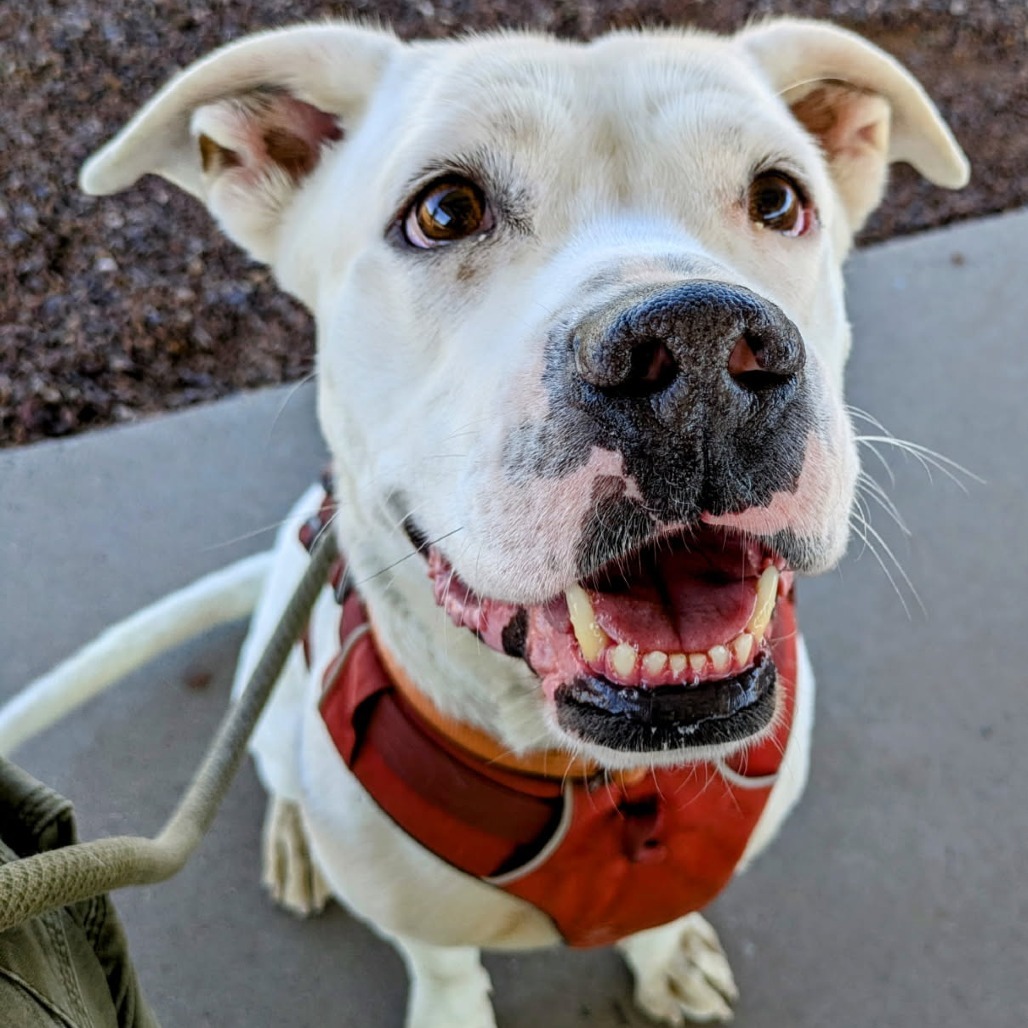 Brennan - Handsome Boy & Loves People $75
