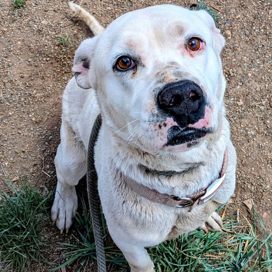 Brennan - Handsome Boy & Loves People