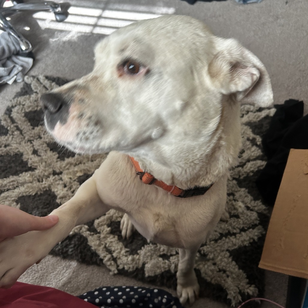 Brennan - Handsome Boy & Loves People