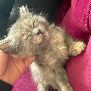 Sophie is a sweet and gentle girl that loves to play She loves to get into tigh